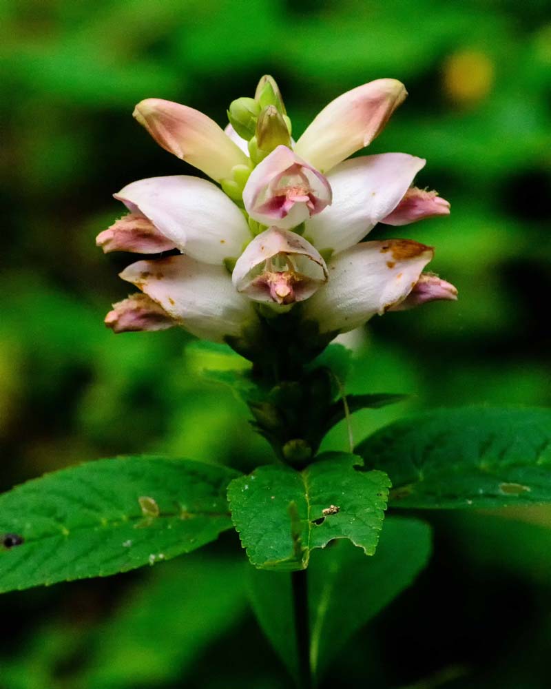 Clump of White Turtlehead flowers and leaves