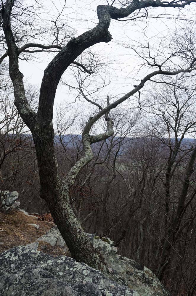 Overlook west of Appalachian Trail with snaggly tree