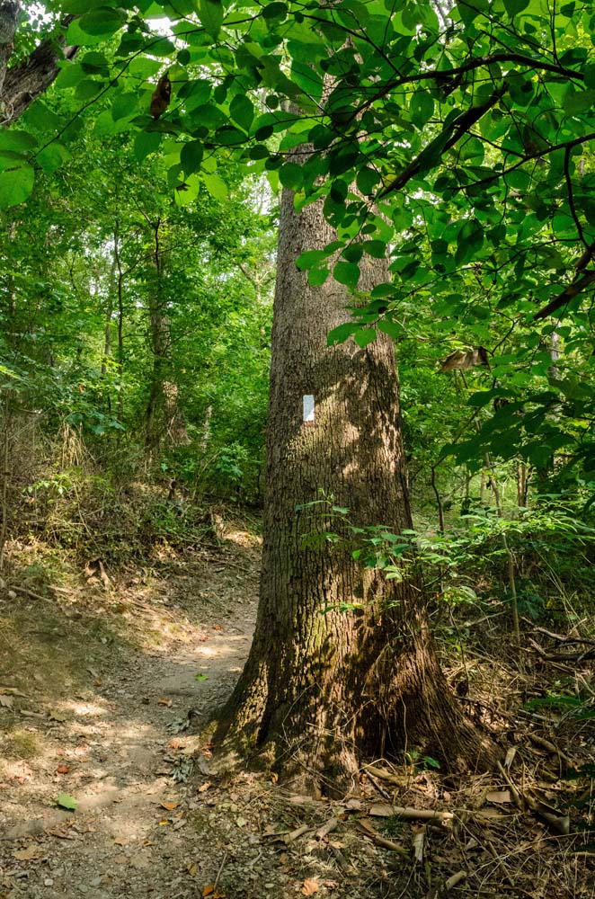 Appalachian Trail on flat ground with tree with AT white blaze