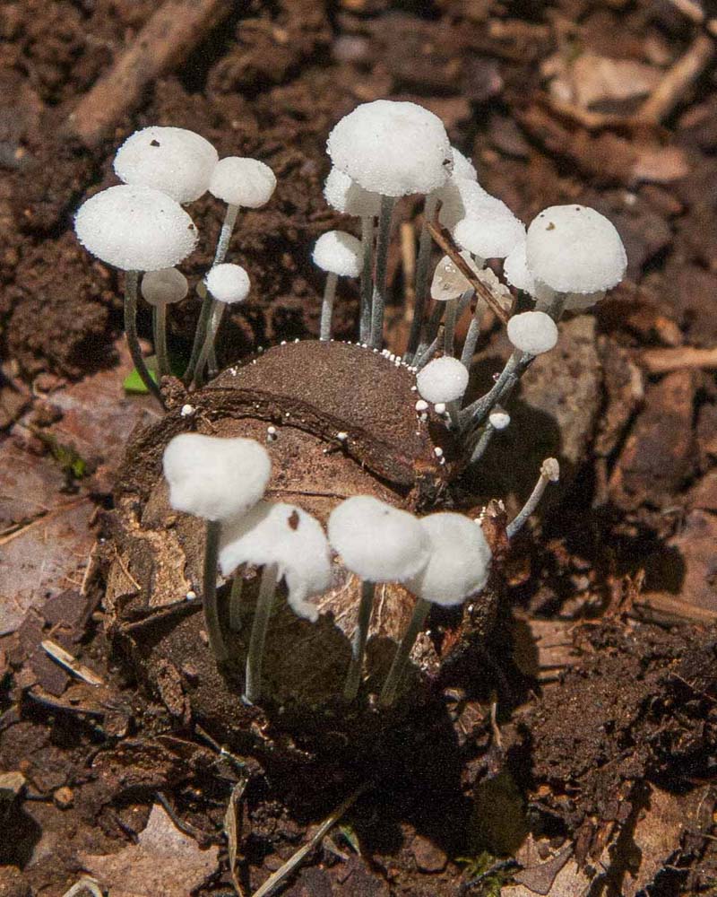Tiny white mushrooms growing on a Black Walnut