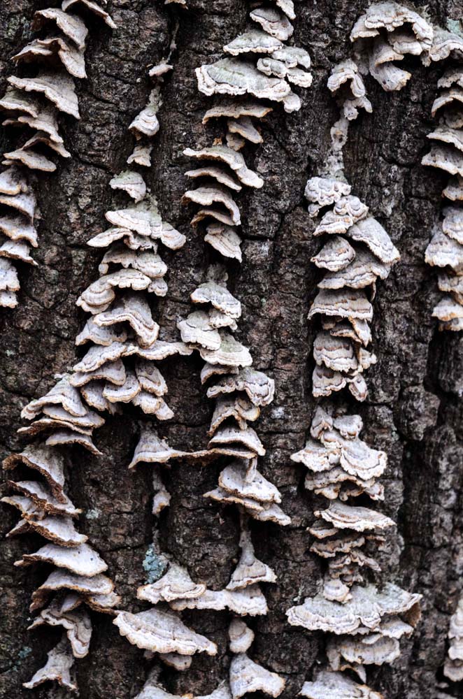 small size shelf fungus growing up side of tree.  Help me to identify Maryland wild fungi mushrooms.