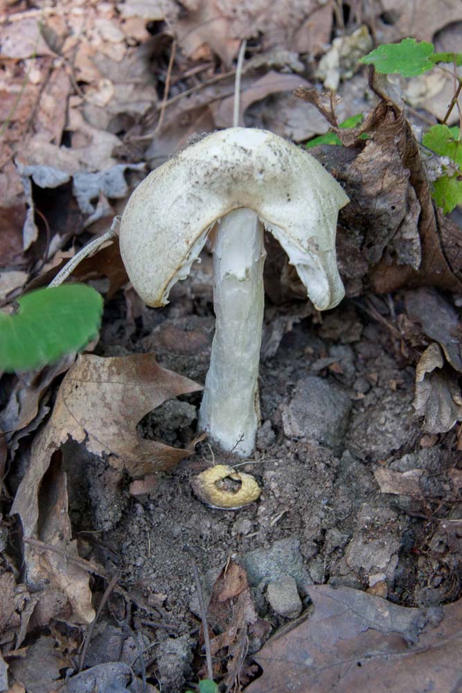 fat little white mushroom with conical cap, which is broken.  Help me to identify Maryland wild fungi mushrooms.
