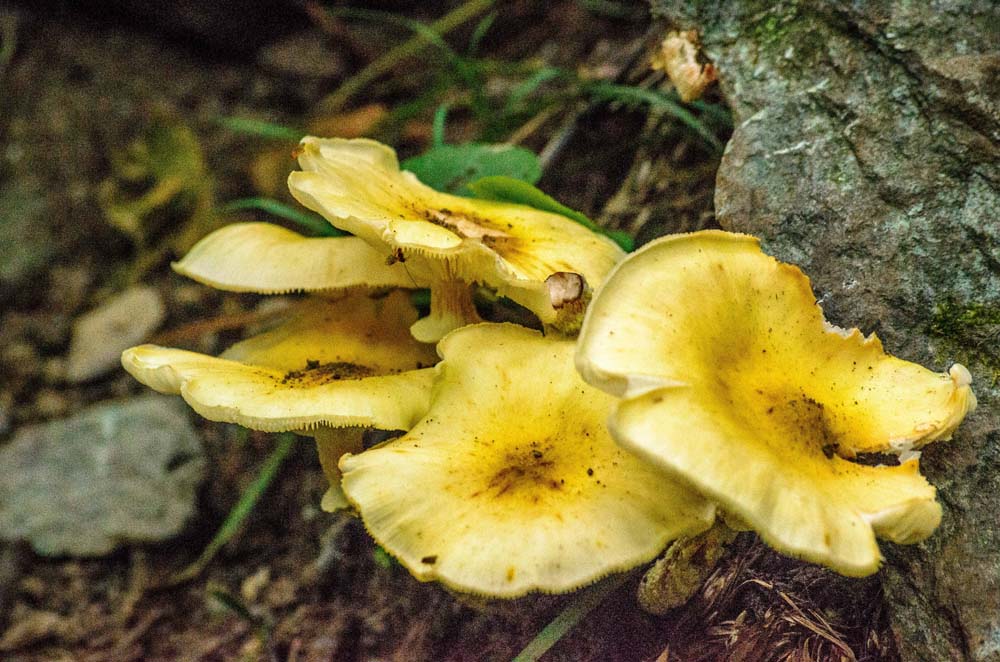 Flower-like yellow fungus growing in leaf litter next to a rock.  Help me to identify Maryland wild fungi mushrooms.