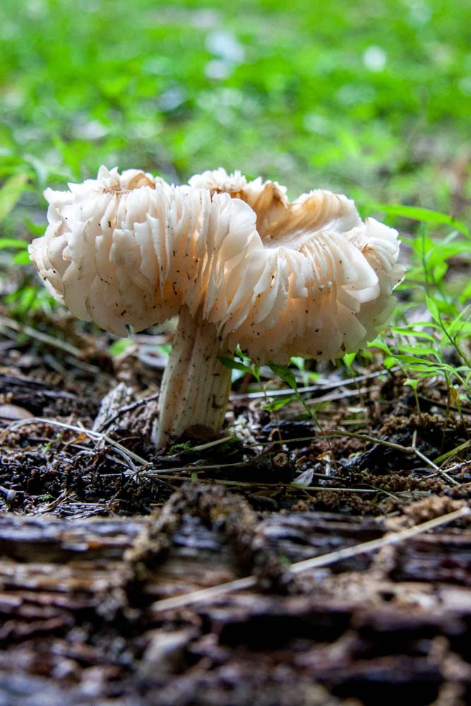 White mushroom with cap curled upward.  Help me to identify Maryland wild fungi mushrooms.