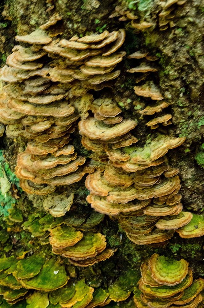 Shelf fungi growing on live tree.  Some have algae growing on them.  Help me to identify Maryland wild fungi mushrooms.
