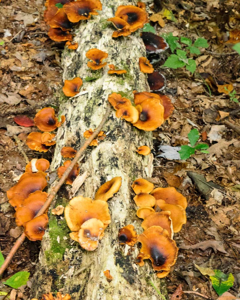 Many shelf-like fungi growing on a log.  They are orange with a black spot in their centers.  Help me to identify Maryland wild fungi mushrooms.