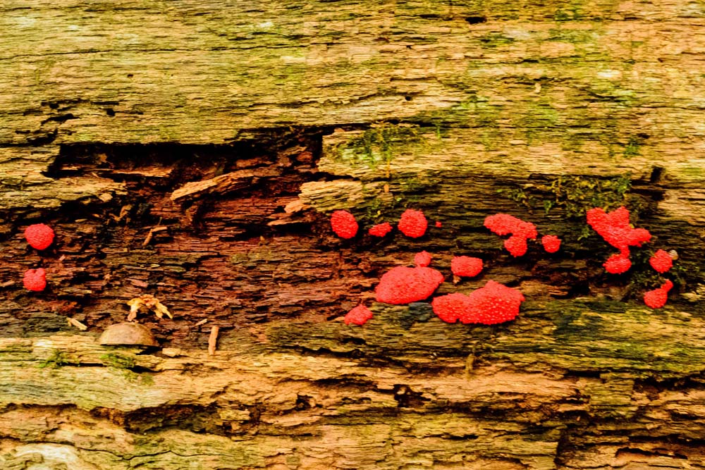 Red globs on a rotting log.  Help me to identify Maryland wild fungi mushrooms.
