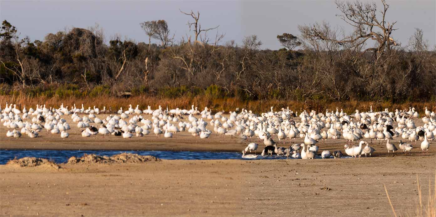 Snow Geese next to Swan Cove