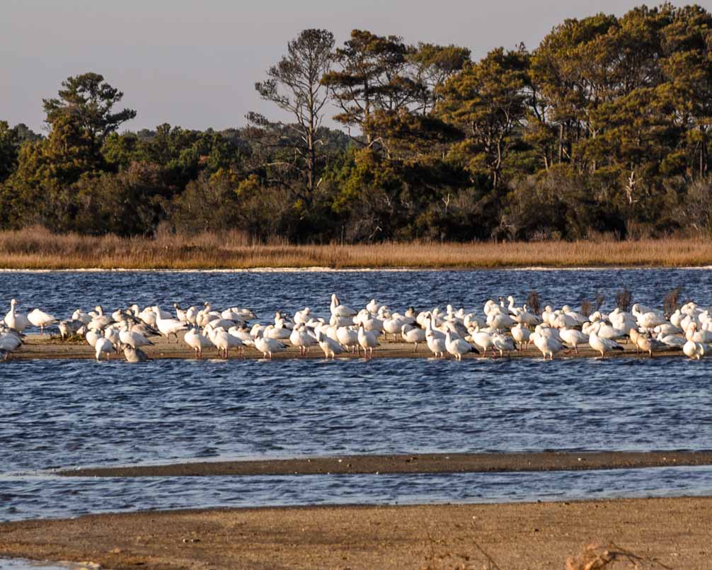 Snow Geese on sand bar in Swan Cove