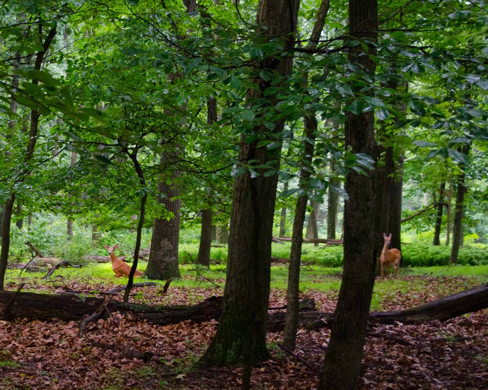 Deer startled on the trail