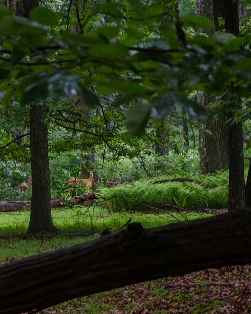 Deer startled on the trail
