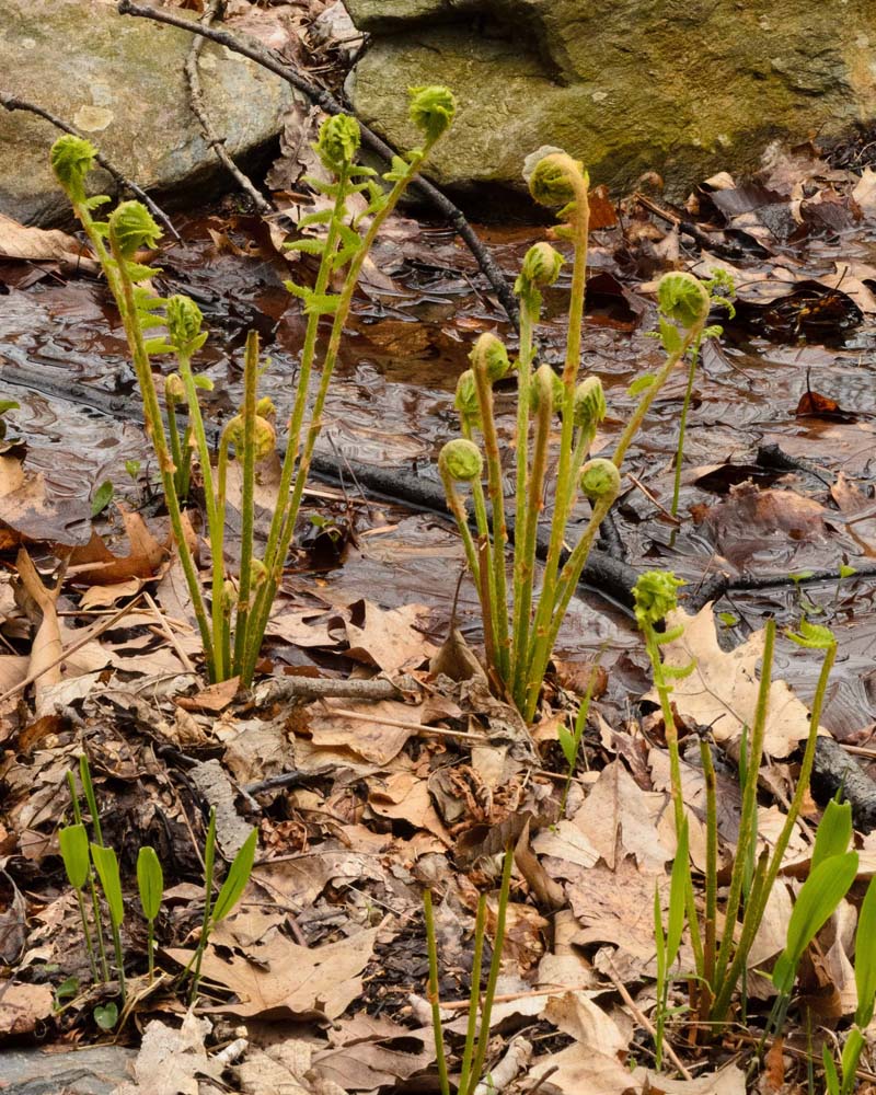 Ostrich fern or Fiddlehead fern