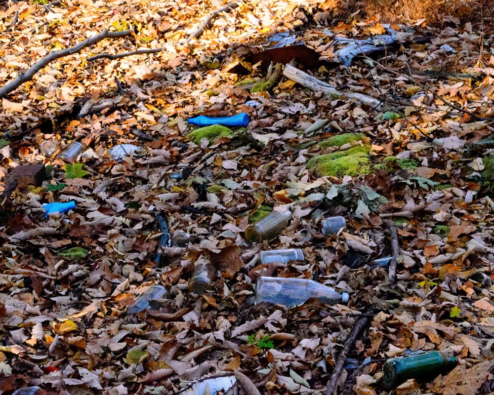 A collection of various bottles dumped in the woods