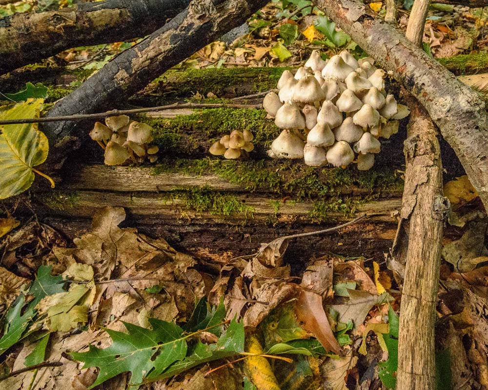 Mushrooms growing on logs and sticks