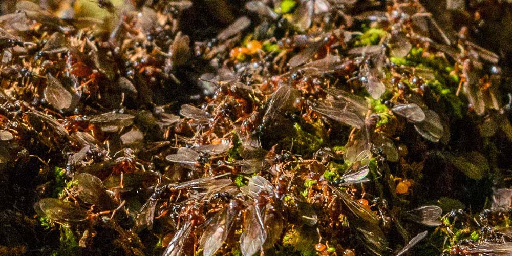 Swarming ants and a tree stump