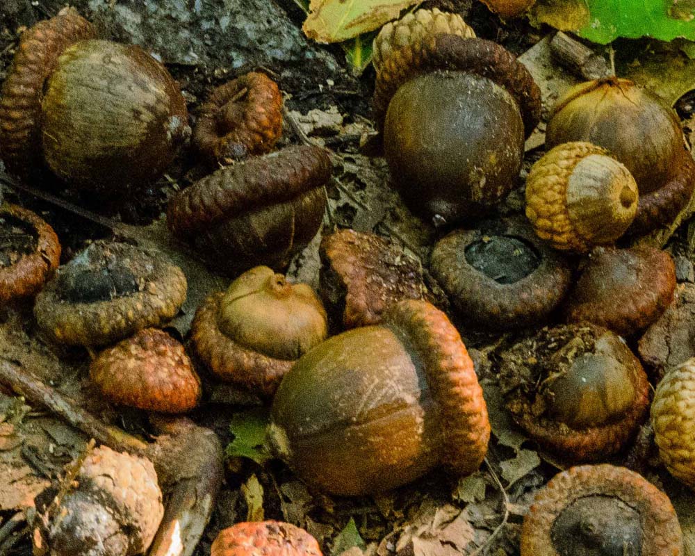Acorns gathered on the ground