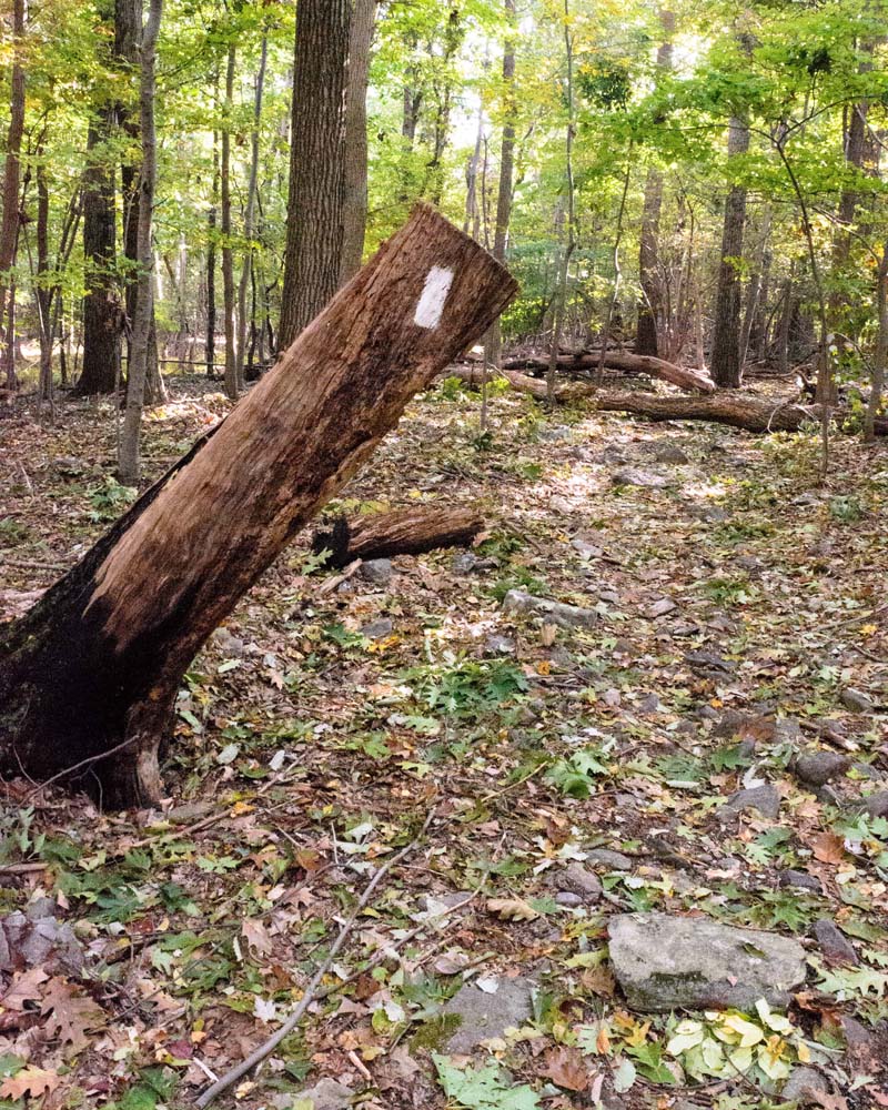 White AT blaze on a leaning dead tree