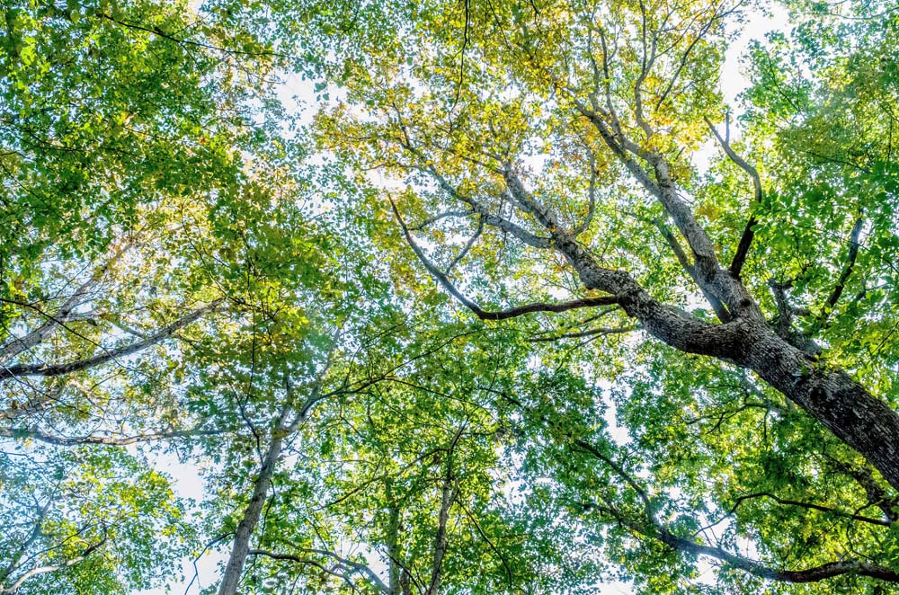 Looking up into the leafy tree-tops