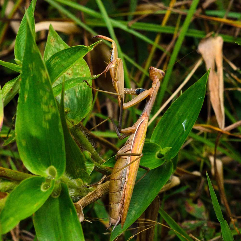 Chinese Mantis hiding in a bush