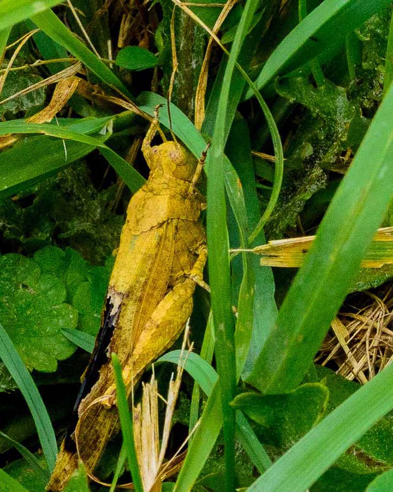 Carolina Locust in the grass