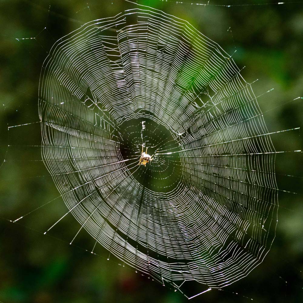 Beautiful spider's web glistening with a rainbow of colors in the sun, with a spider in the middle.
