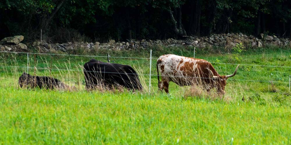 Longhorn cattle in field adjacent to the Appalachian Trail