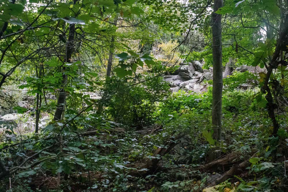 Viewing rock slide through the trees west of trail