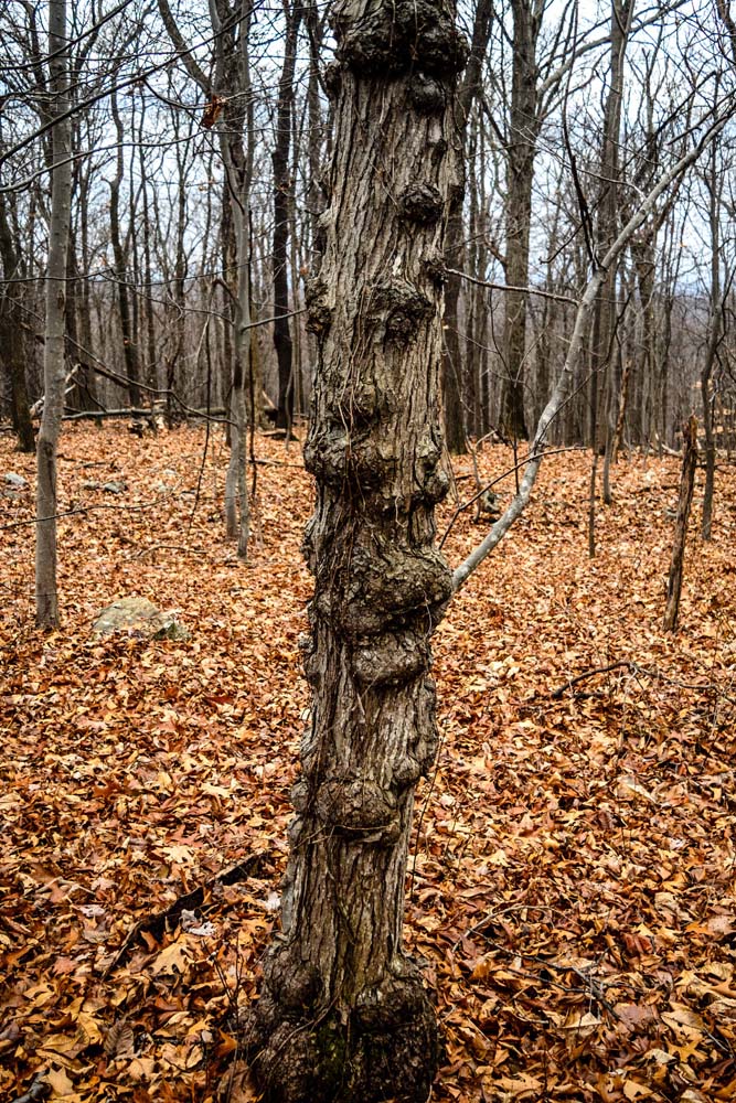Tree with many warts