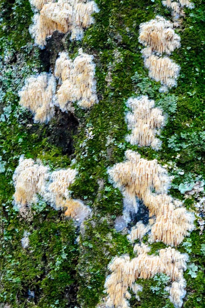 White icycle shaped fungi growing on bark of a tree