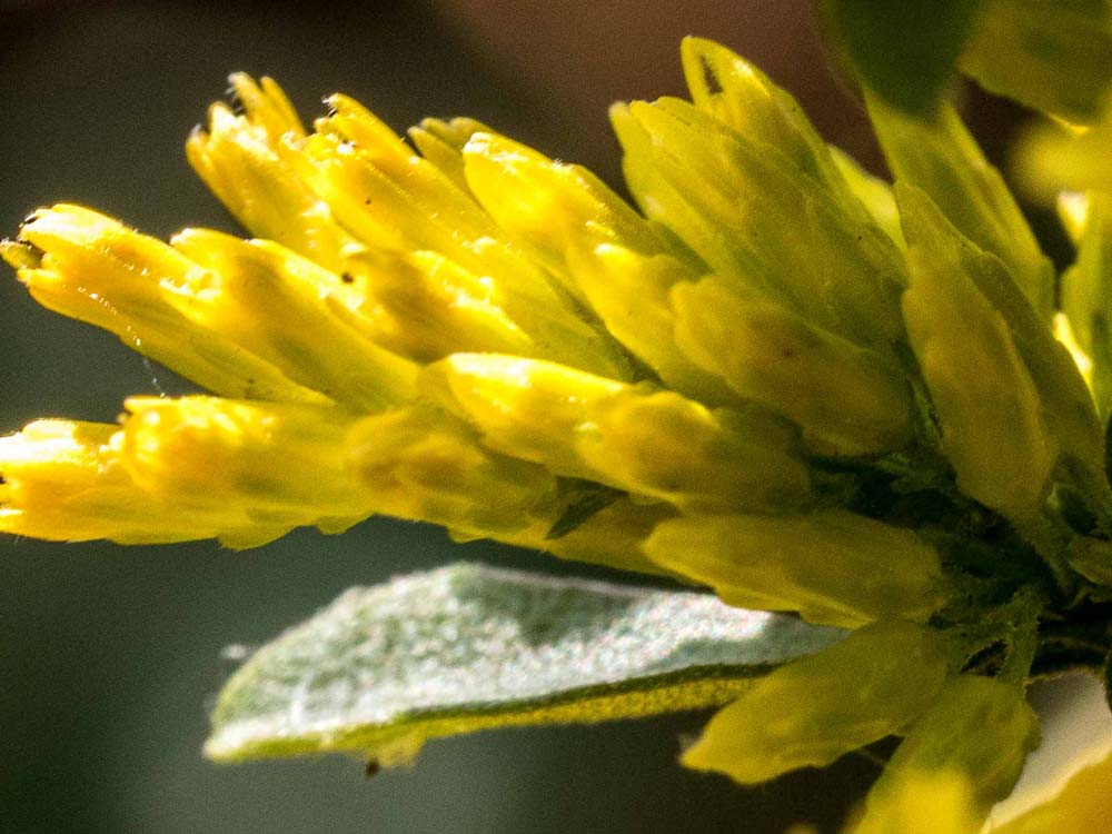 Closeup of yellow Goldenroe flowers