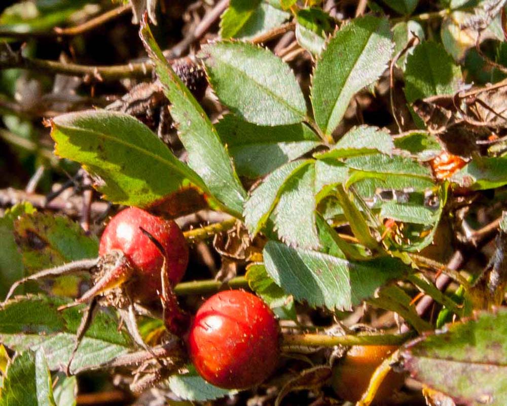 Carolina Rose showing leaves and rose hips