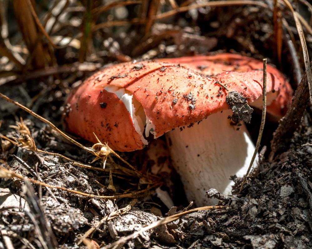 A Russula mushroom, with a red cap