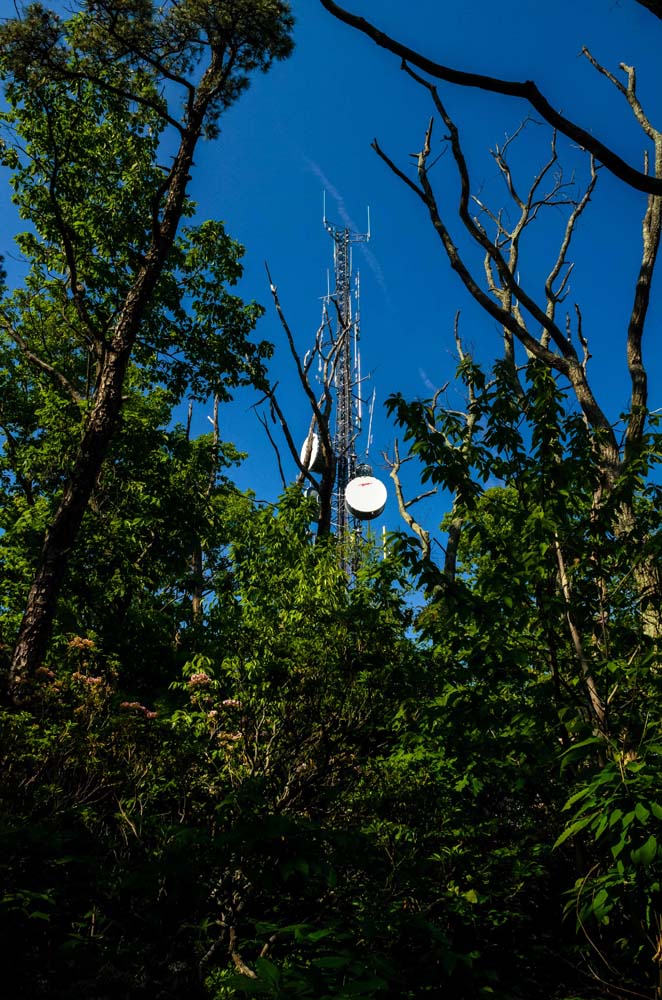 Transmission tower peeking out above the trees at the top of Lambs Knoll