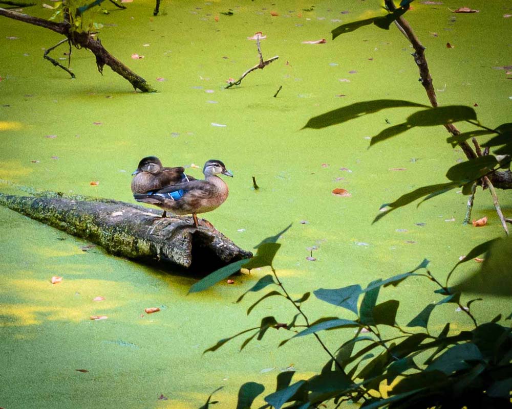 Two male wood ducks sitting on a log in the canal
