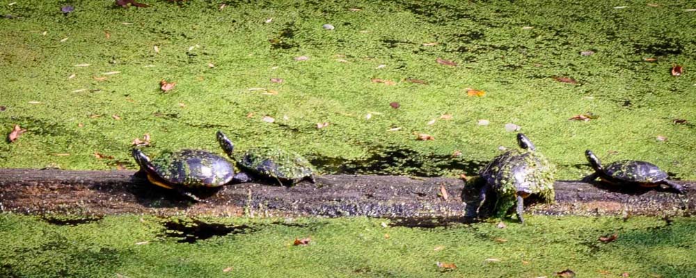 Four painted turtles basking in the sun on a log floating in the canal water surrounded by duck weed