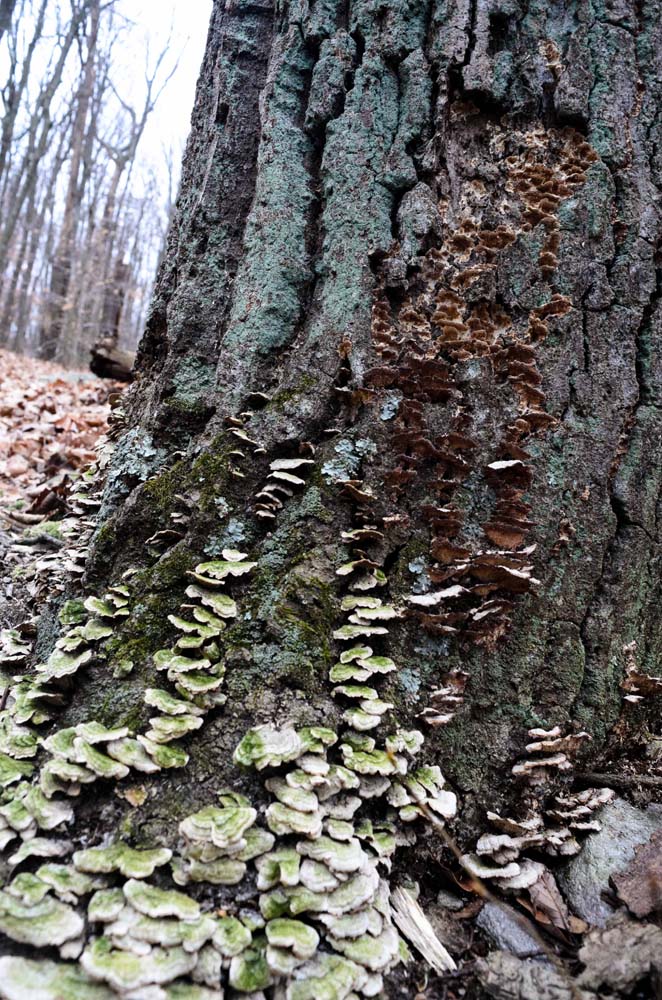 small size shelf fungus at base of tree. Help me to identify Maryland wild fungi mushrooms.
