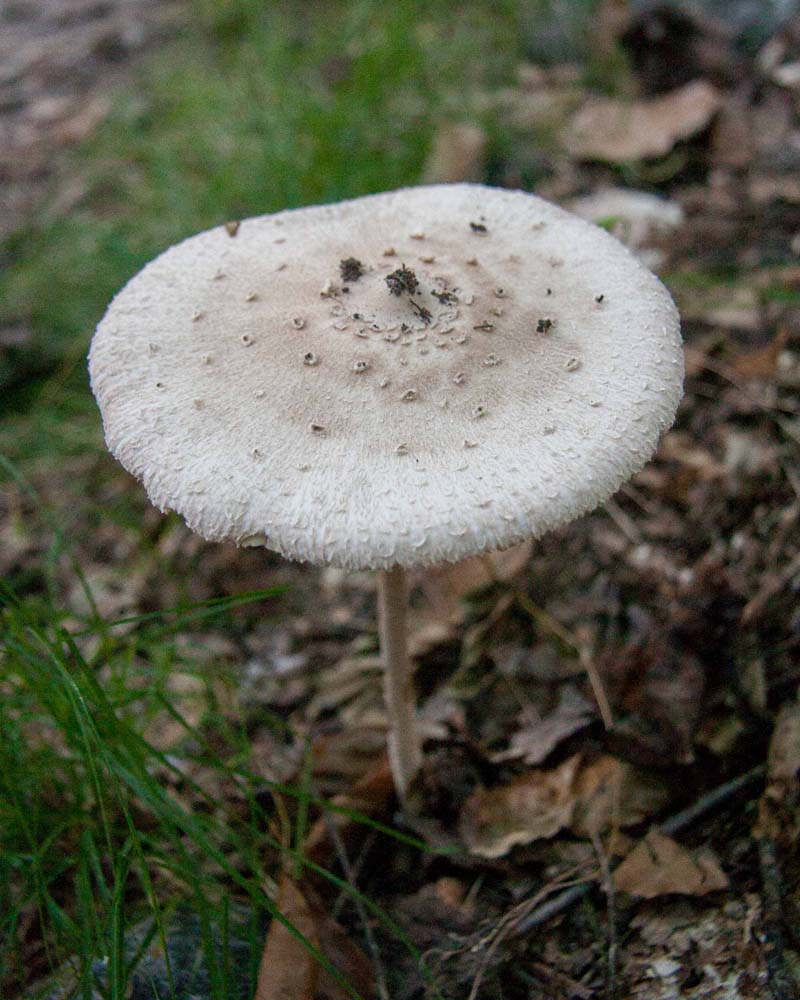 tall slender white mushroom with design on top of cap. Help me to identify Maryland wild fungi mushrooms.