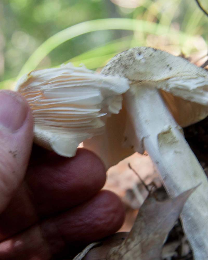 fat little white mushroom bent over to show gills.  Help me to identify Maryland wild fungi mushrooms.