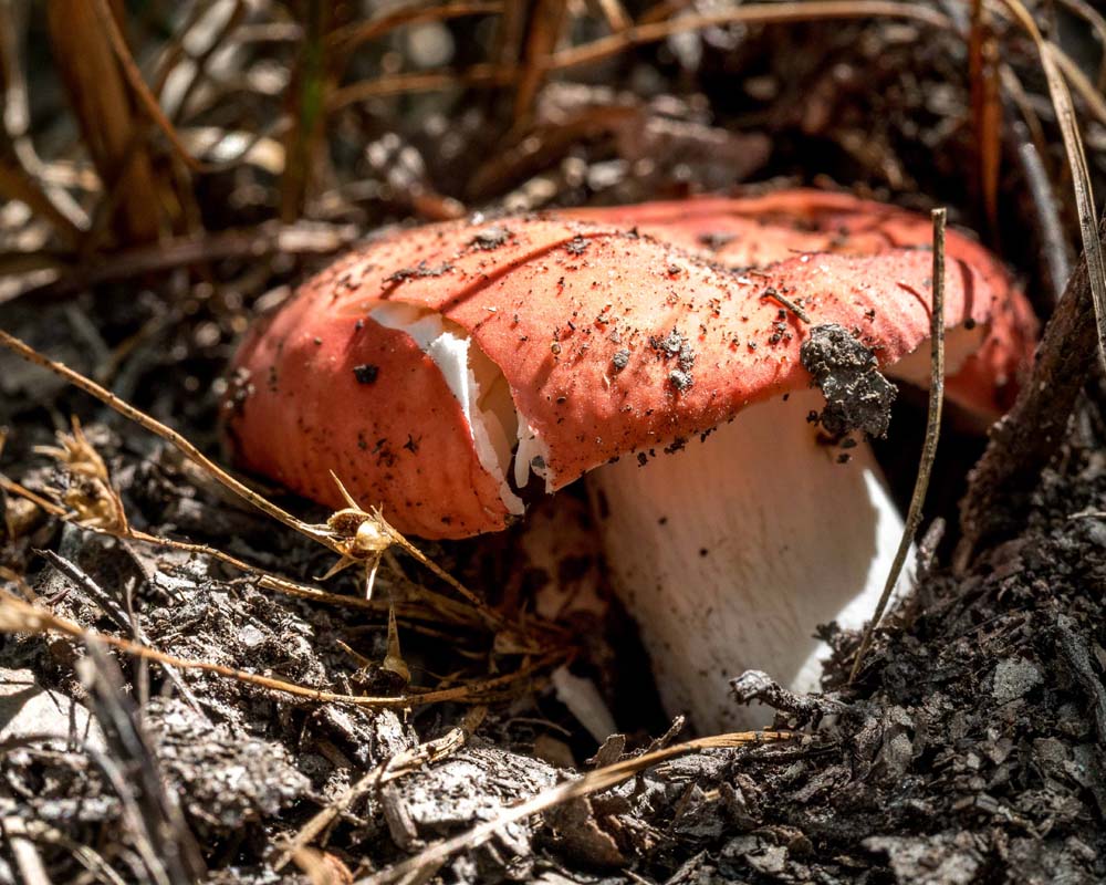 Red mushroom with white stem growing in leaf litter.  Help me to identify Maryland wild fungi mushrooms.