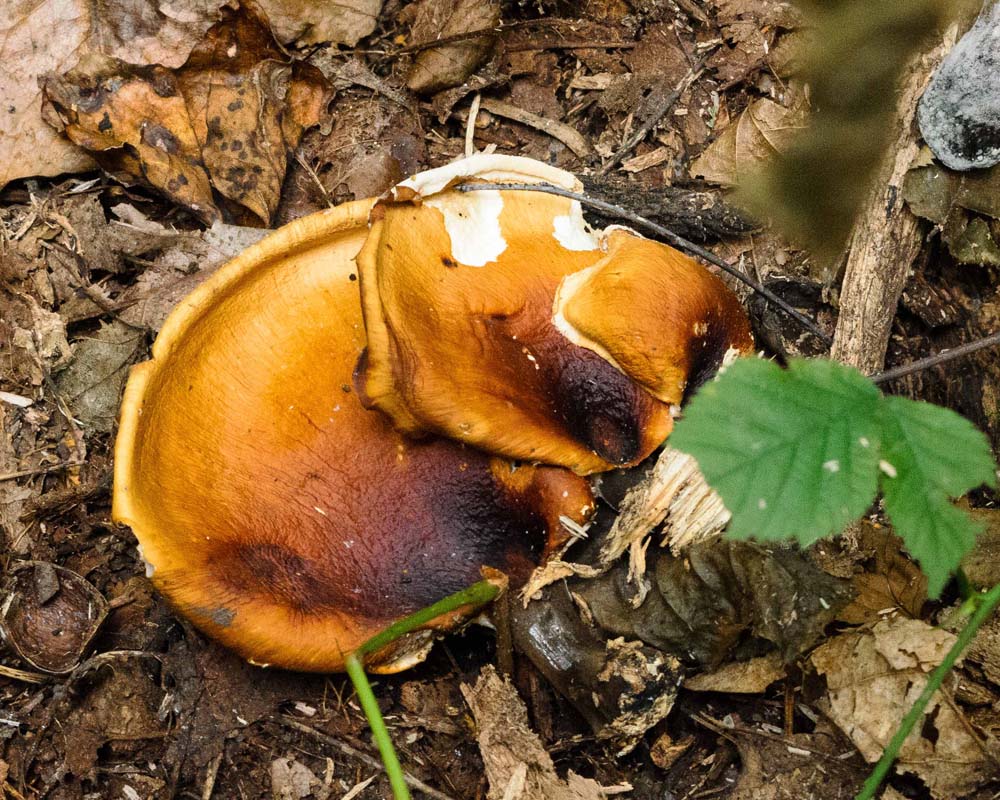Flat fungus that is orange but black area on one edge.  Help me to identify Maryland wild fungi mushrooms.