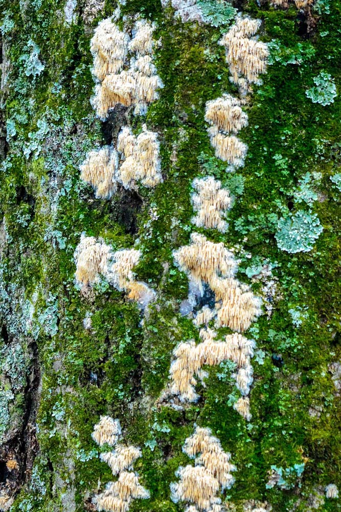 Whitish tan fungus, looking a bit like tiny icicles, growing on the bark of a live tree along with lichen and moss.  Help me to identify Maryland wild fungi mushrooms.