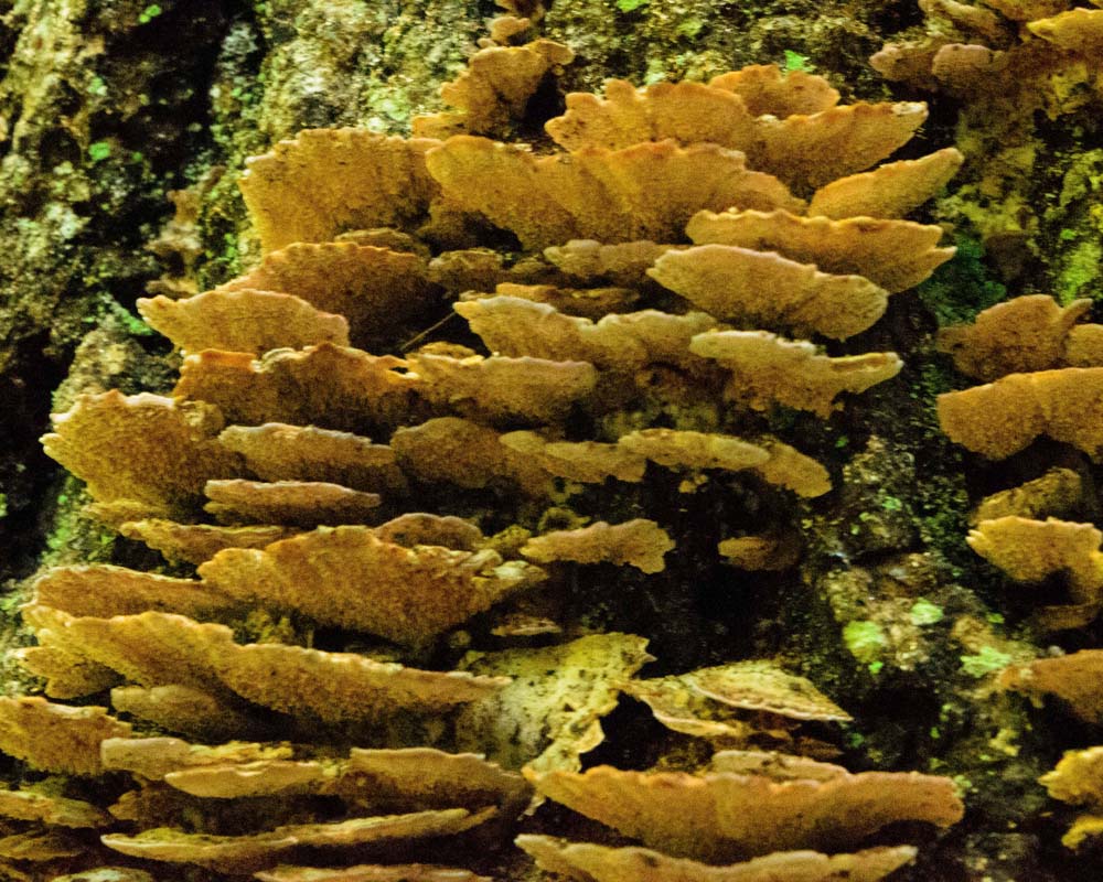 Shelf fungi viewed from below.  Help me to identify Maryland wild fungi mushrooms.