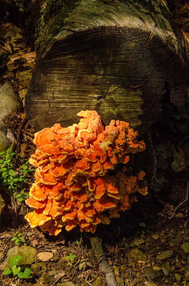 A cluster of orange shelf-like fungi growing out of the sawed-off end of a log.  Help me to identify Maryland wild fungi mushrooms.