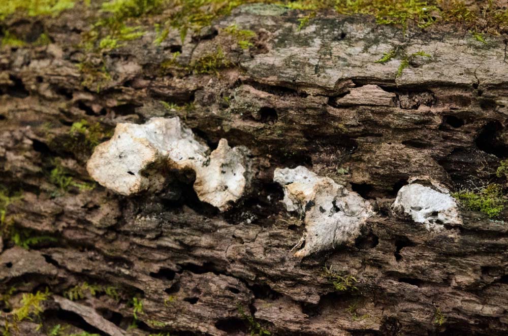White irregularly shaped globs on a rotten log.  Help me to identify Maryland wild fungi mushrooms.