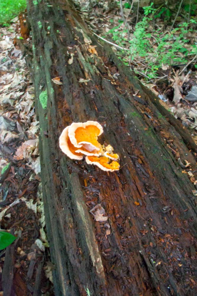 An orange shelf-like fungus growing on a rotten log.  Help me to identify Maryland wild fungi mushrooms.