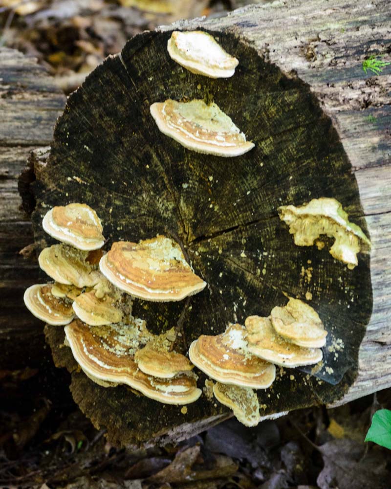 Orange and white shelf fungi growing on a log.  Help me to identify Maryland wild fungi mushrooms.