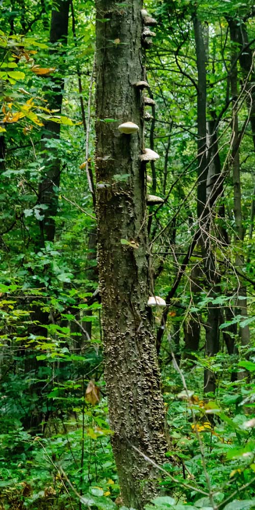 Large white shelf-like fungi growing on a dead tree that is still standing.  Help me to identify Maryland wild fungi mushrooms.