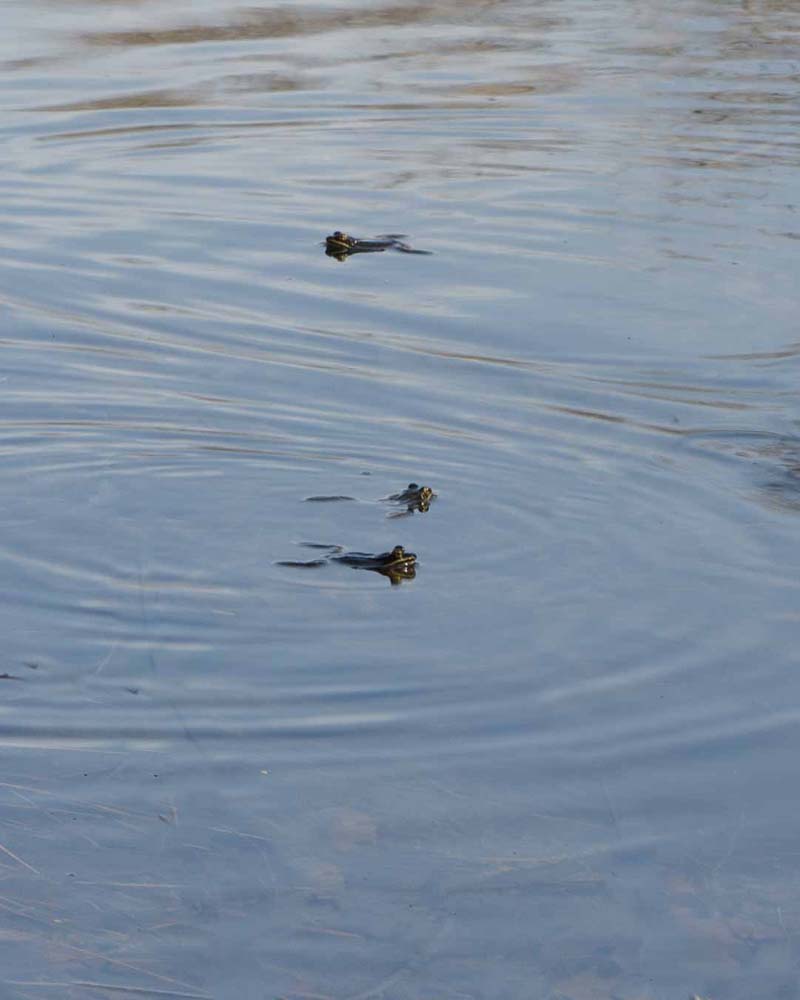 Wood Frogs swimming around in Pond #4 while looking for love in the early spring.