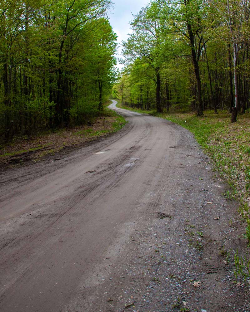 View of a twisting and unpaved Gambrill Park Road