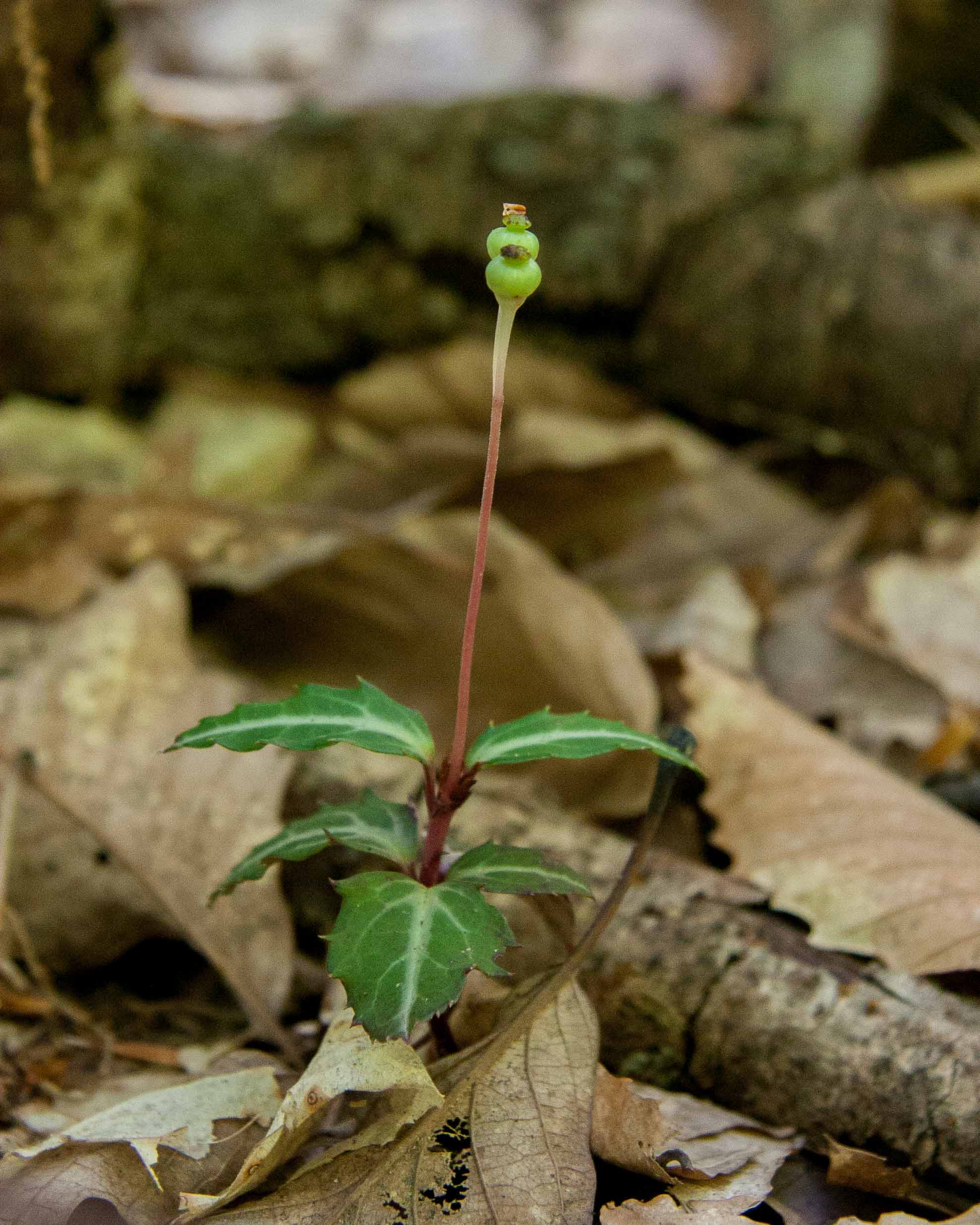 Striped Wintergreen